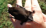 Un cas de rage chez une chauve-souris à Fontenay-le-Comte (85)
