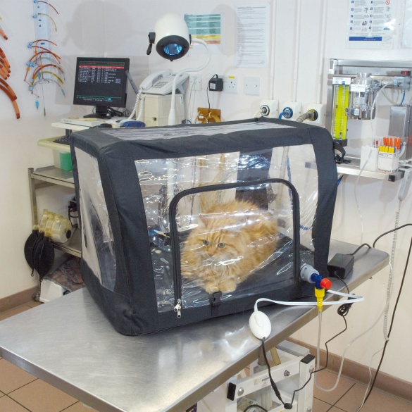 Materiel Veterinaire Cage A Oxygenotherapie Pliable Anesthesie Nac Coveto